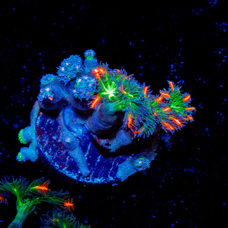 ARC Firework Clove Polyps Coral with colony growth in reef aquarium
