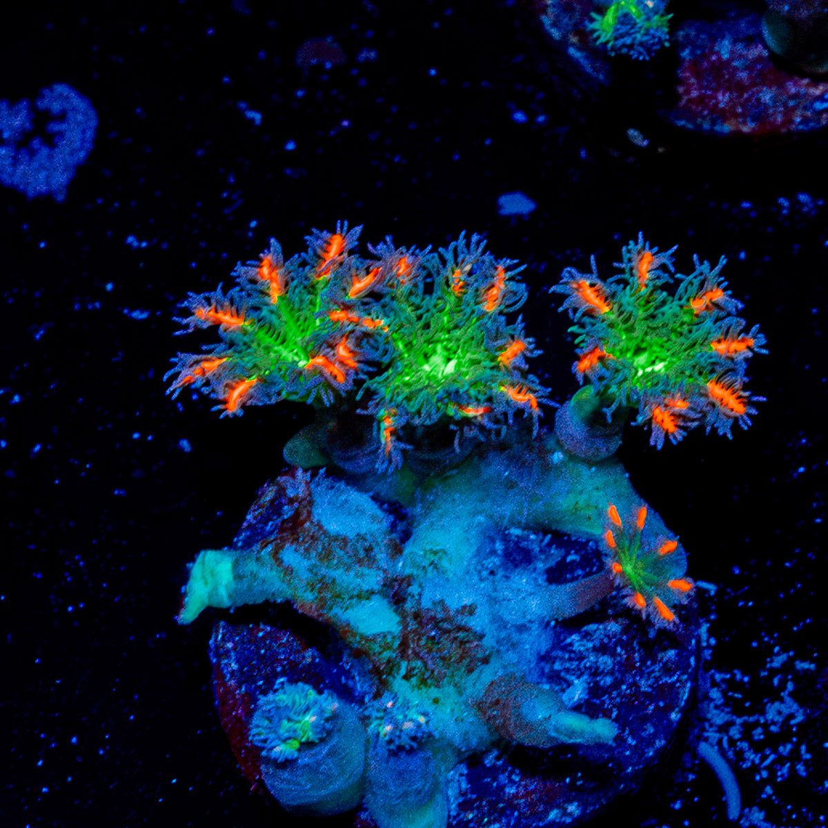 ARC Firework Clove Polyps Coral with colony growth in reef aquarium