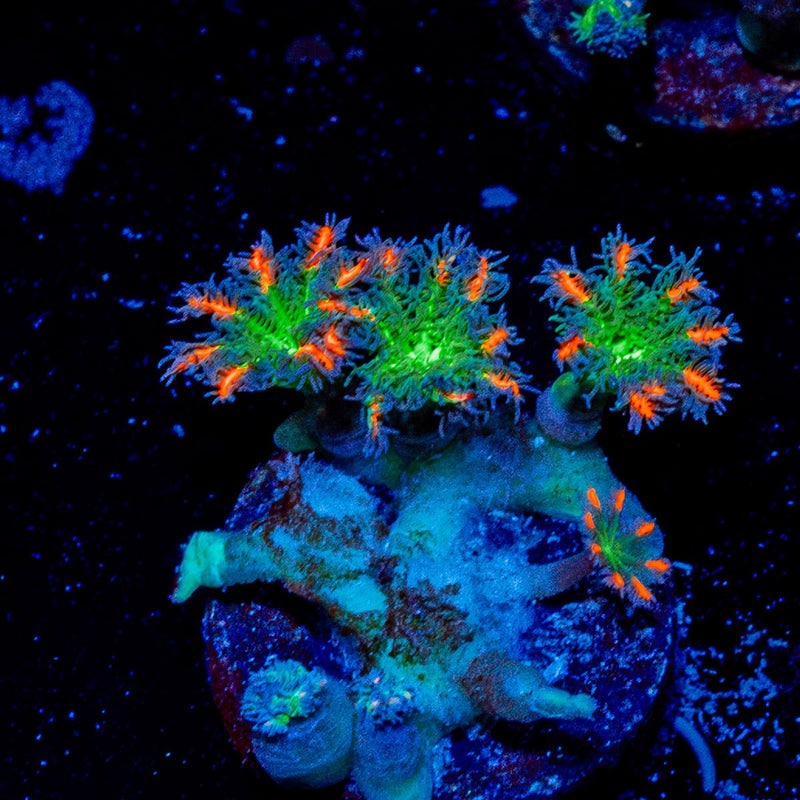 ARC Firework Clove Polyps Coral with colony growth in reef aquarium