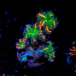 ARC Firework Clove Polyps Coral with colony growth in reef aquarium