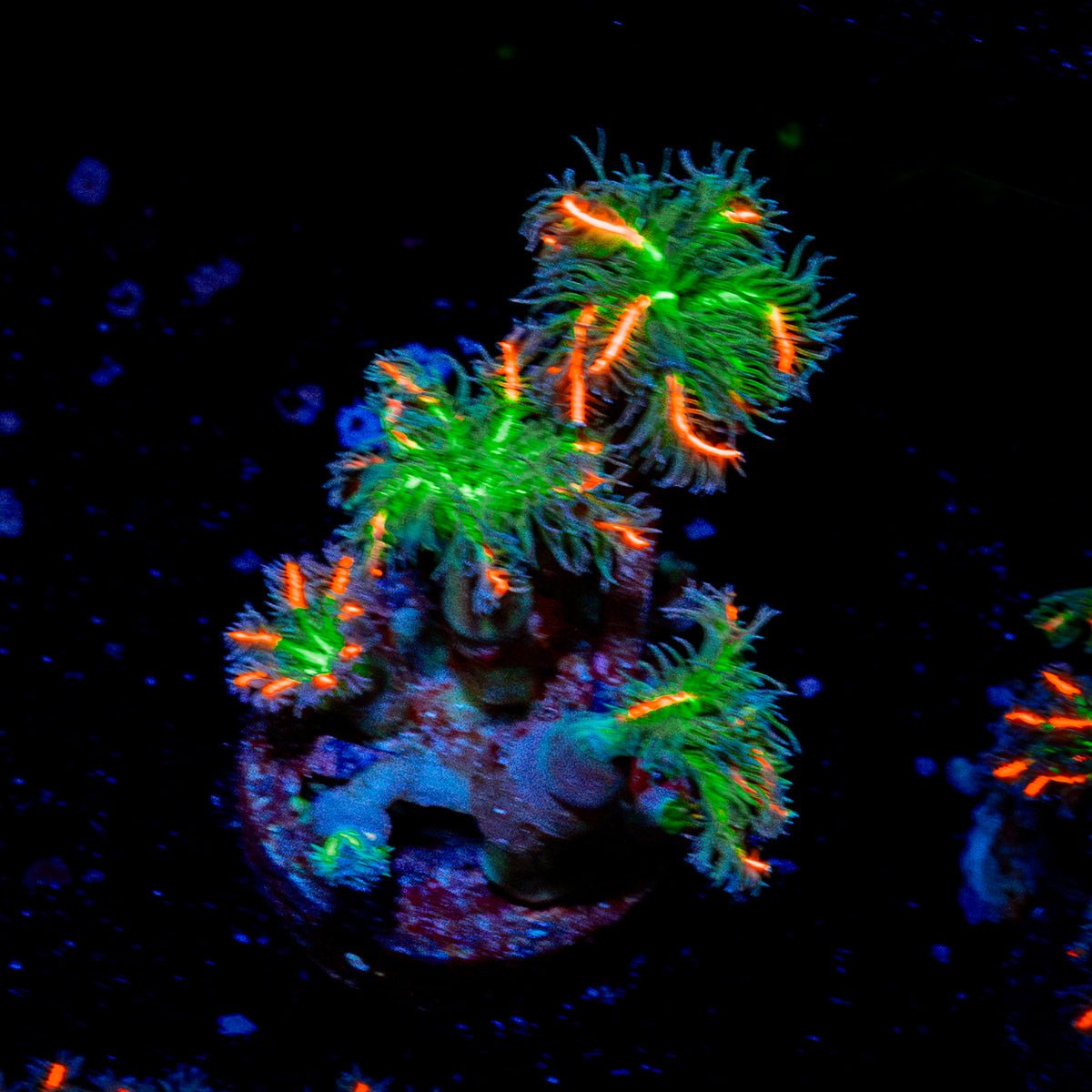ARC Firework Clove Polyps Coral with colony growth in reef aquarium