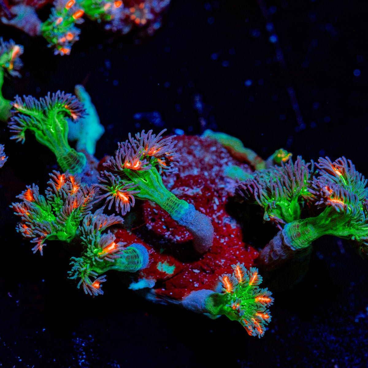 ARC Firework Clove Polyps with colony growth in reef aquarium