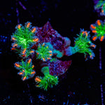 ARC Firework Clove Polyps with colony growth in reef aquarium