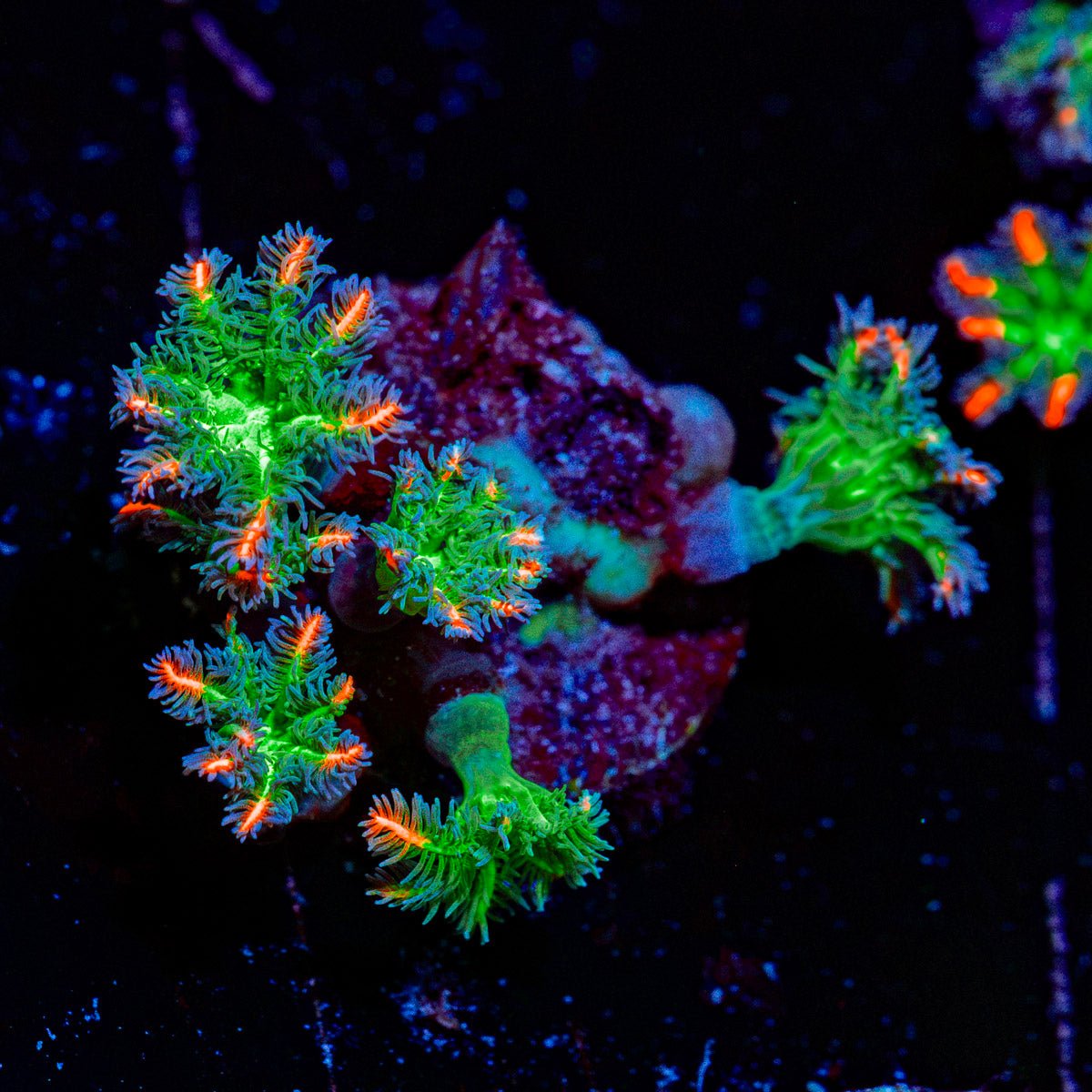 ARC Firework Clove Polyps with colony growth in reef aquarium