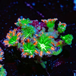 ARC Firework Clove Polyps with colony growth in reef aquarium