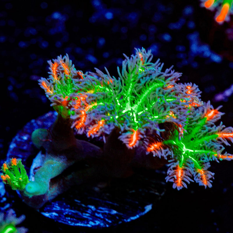 ARC Firework Clove Polyps with colony growth in reef aquarium