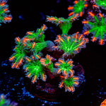 ARC Firework Clove Polyps with colony growth in reef aquarium