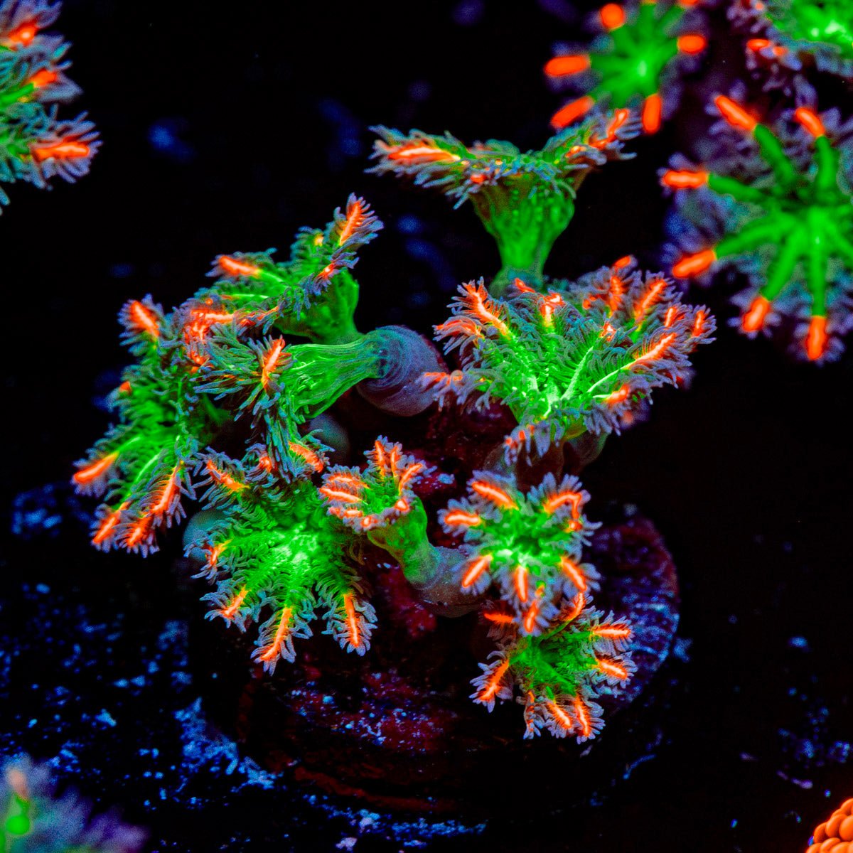 ARC Firework Clove Polyps with colony growth in reef aquarium