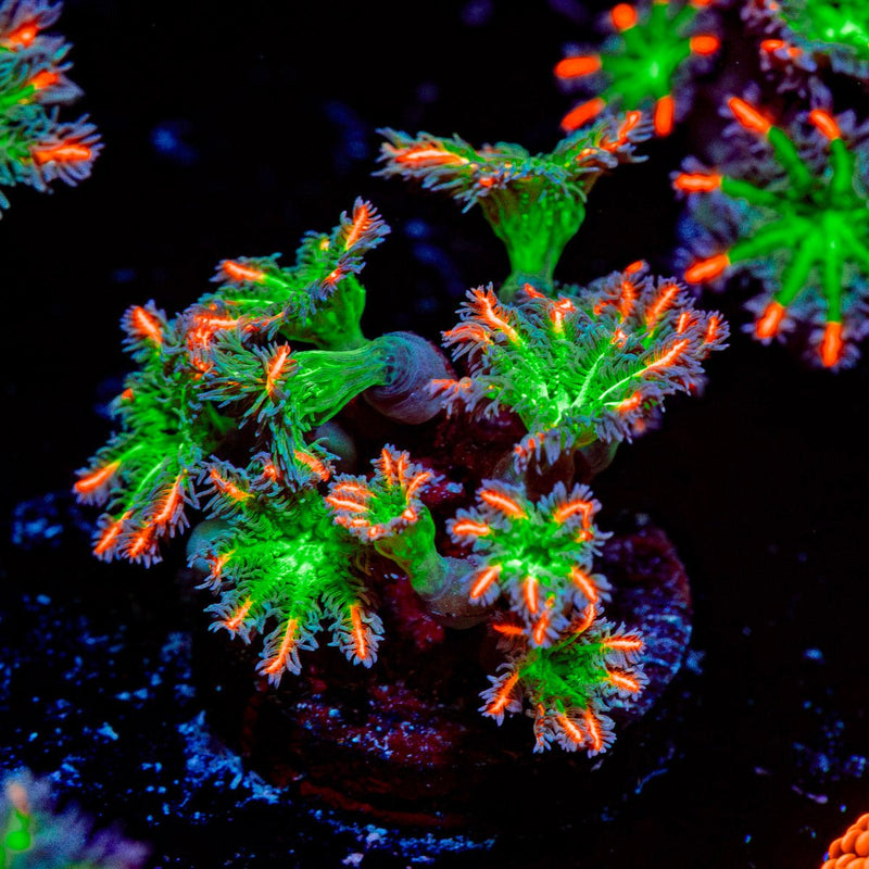 ARC Firework Clove Polyps with colony growth in reef aquarium
