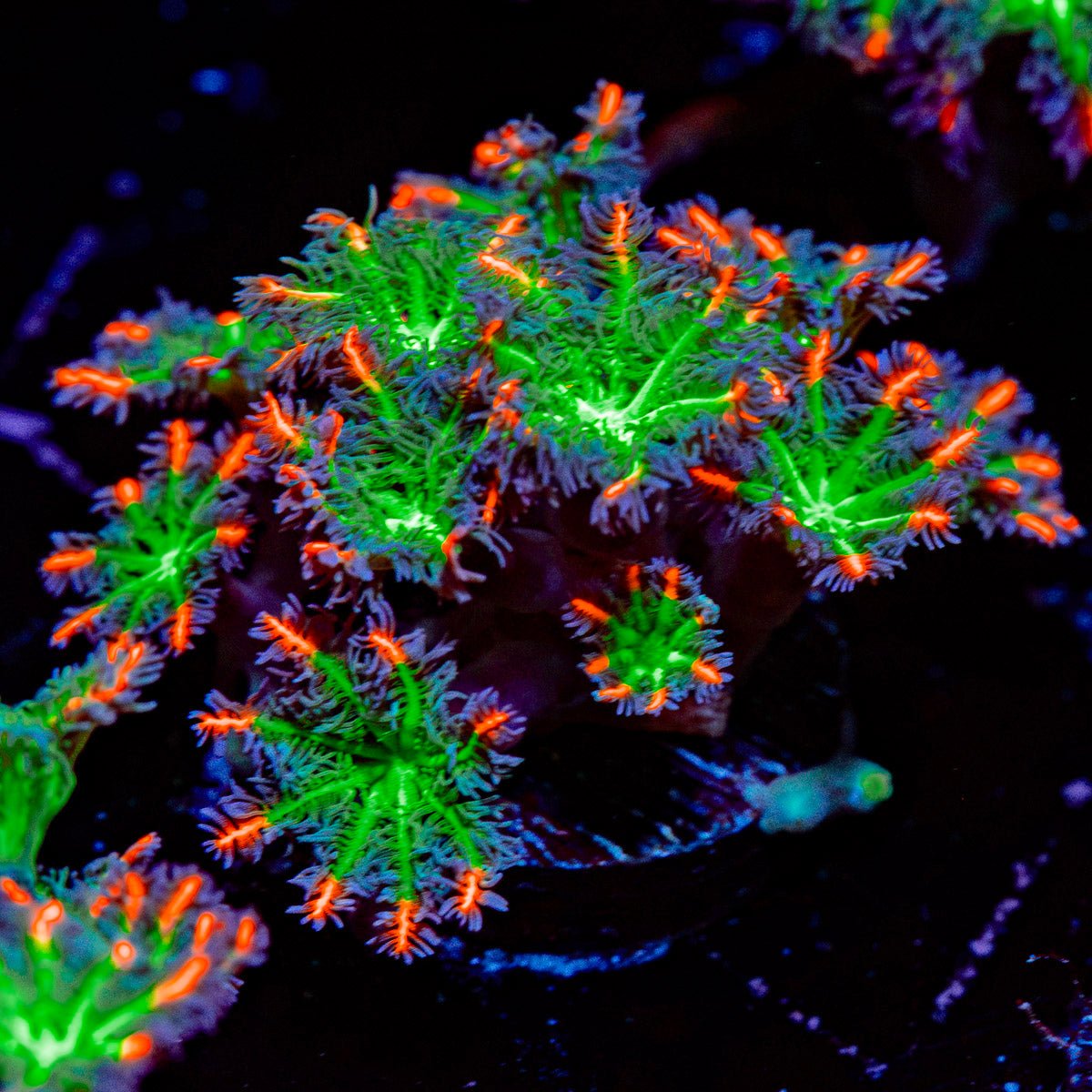ARC Firework Clove Polyps with colony growth in reef aquarium
