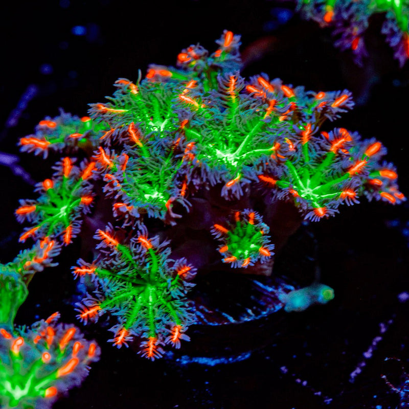 ARC Firework Clove Polyps with colony growth in reef aquarium