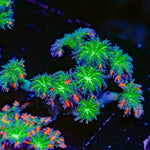 ARC Firework Clove Polyps with colony growth in reef aquarium