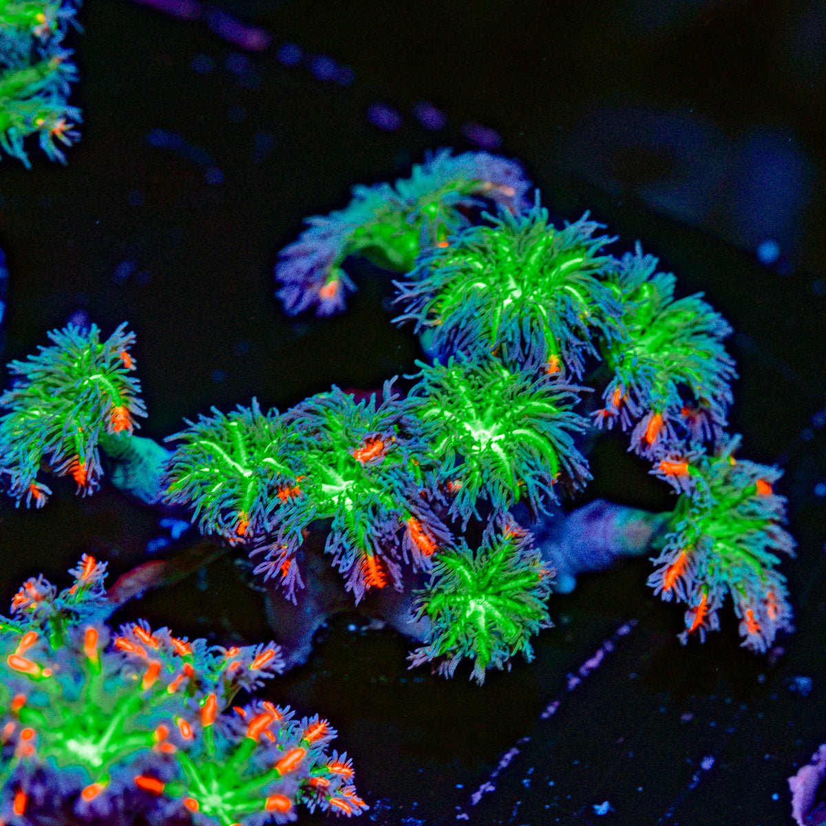 ARC Firework Clove Polyps with colony growth in reef aquarium