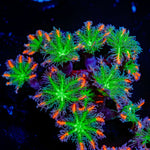 ARC Firework Clove Polyps with colony growth in reef aquarium
