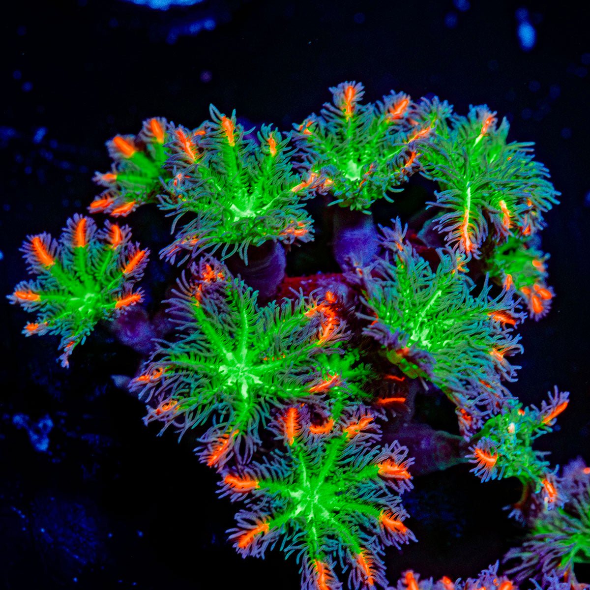 ARC Firework Clove Polyps with colony growth in reef aquarium