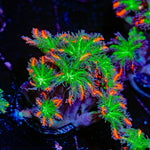 ARC Firework Clove Polyps with colony growth in reef aquarium