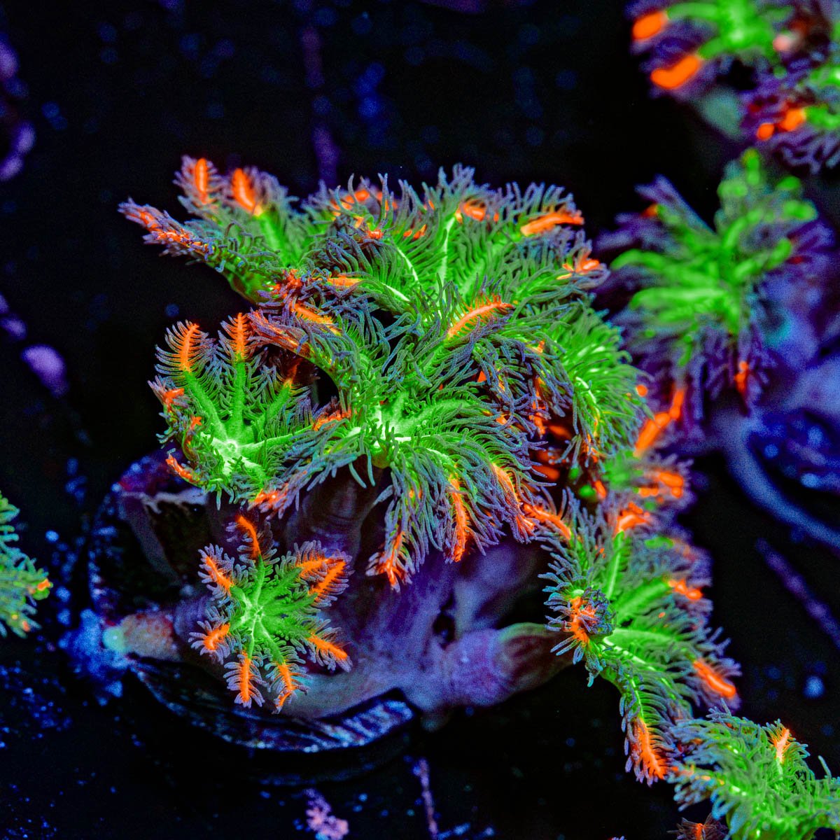 ARC Firework Clove Polyps with colony growth in reef aquarium