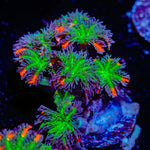 ARC Firework Clove Polyps with colony growth in reef aquarium