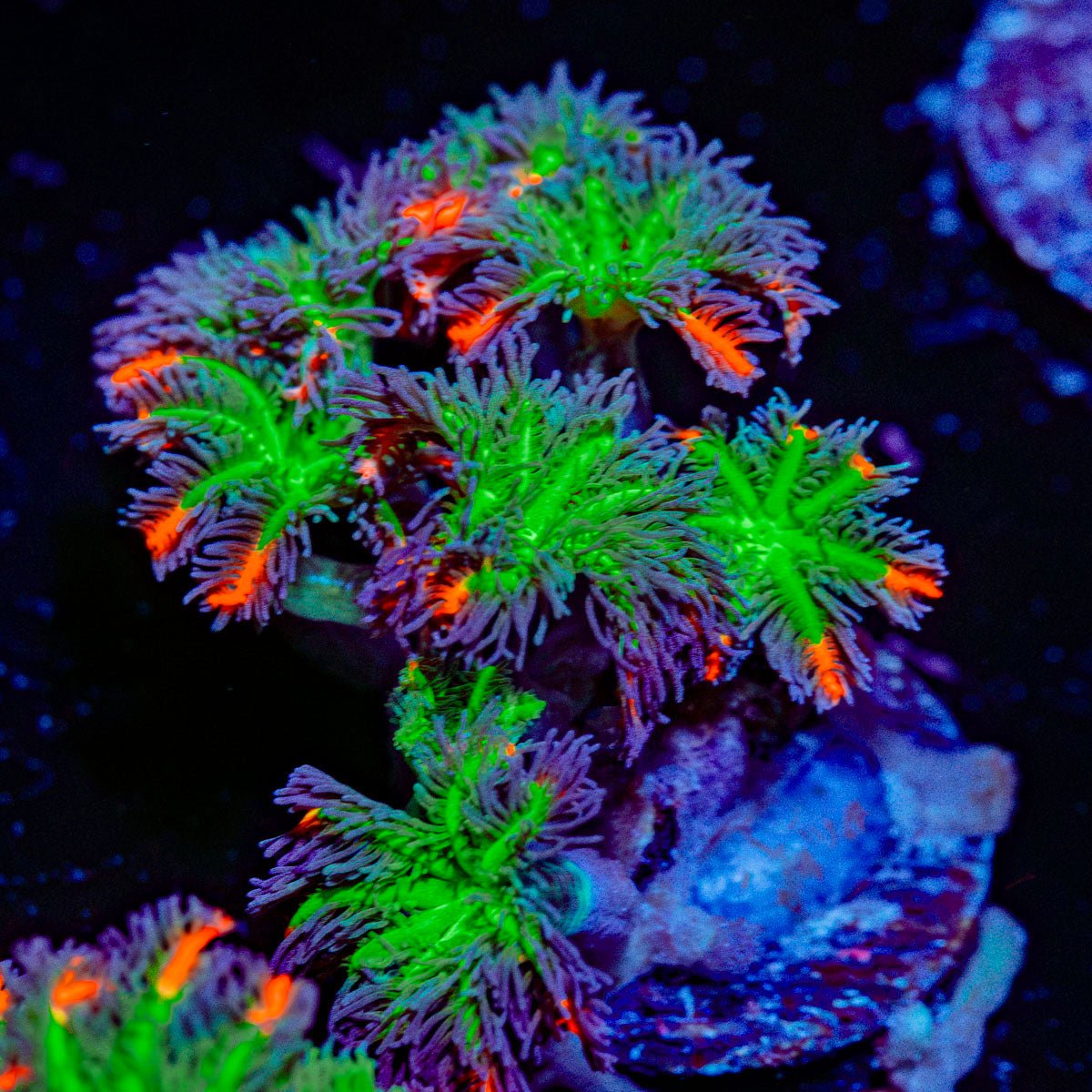 ARC Firework Clove Polyps with colony growth in reef aquarium