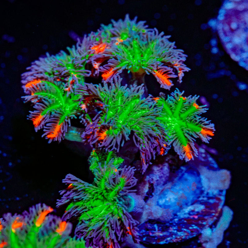 ARC Firework Clove Polyps with colony growth in reef aquarium