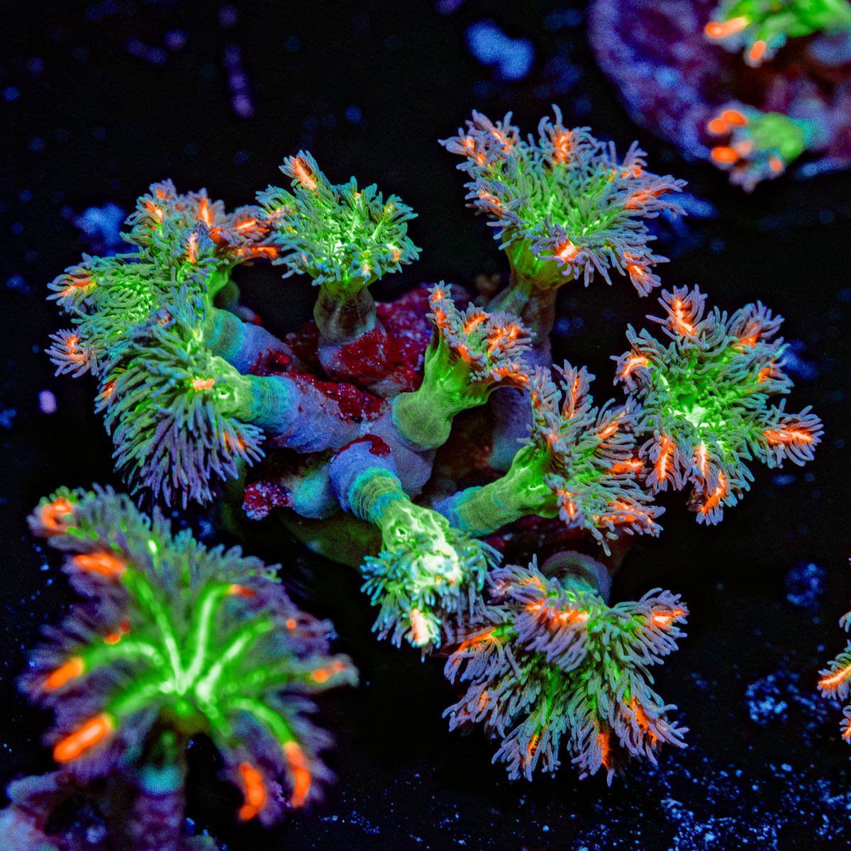 ARC Firework Clove Polyps with colony growth in reef aquarium