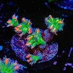 ARC Firework Clove Polyps with colony growth in reef aquarium