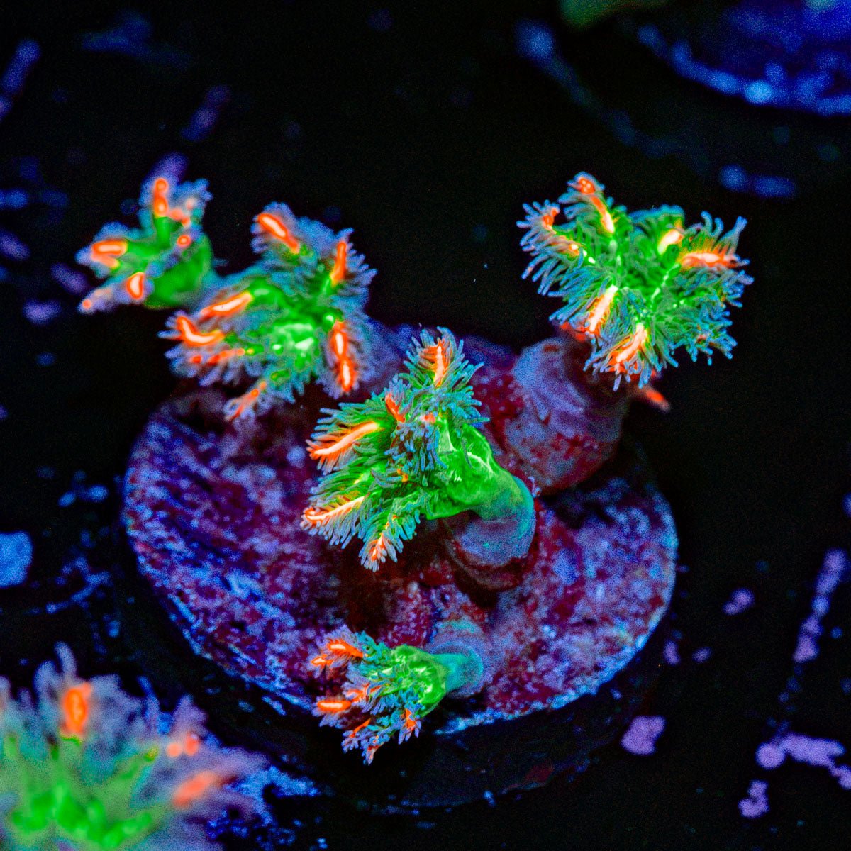 ARC Firework Clove Polyps with colony growth in reef aquarium