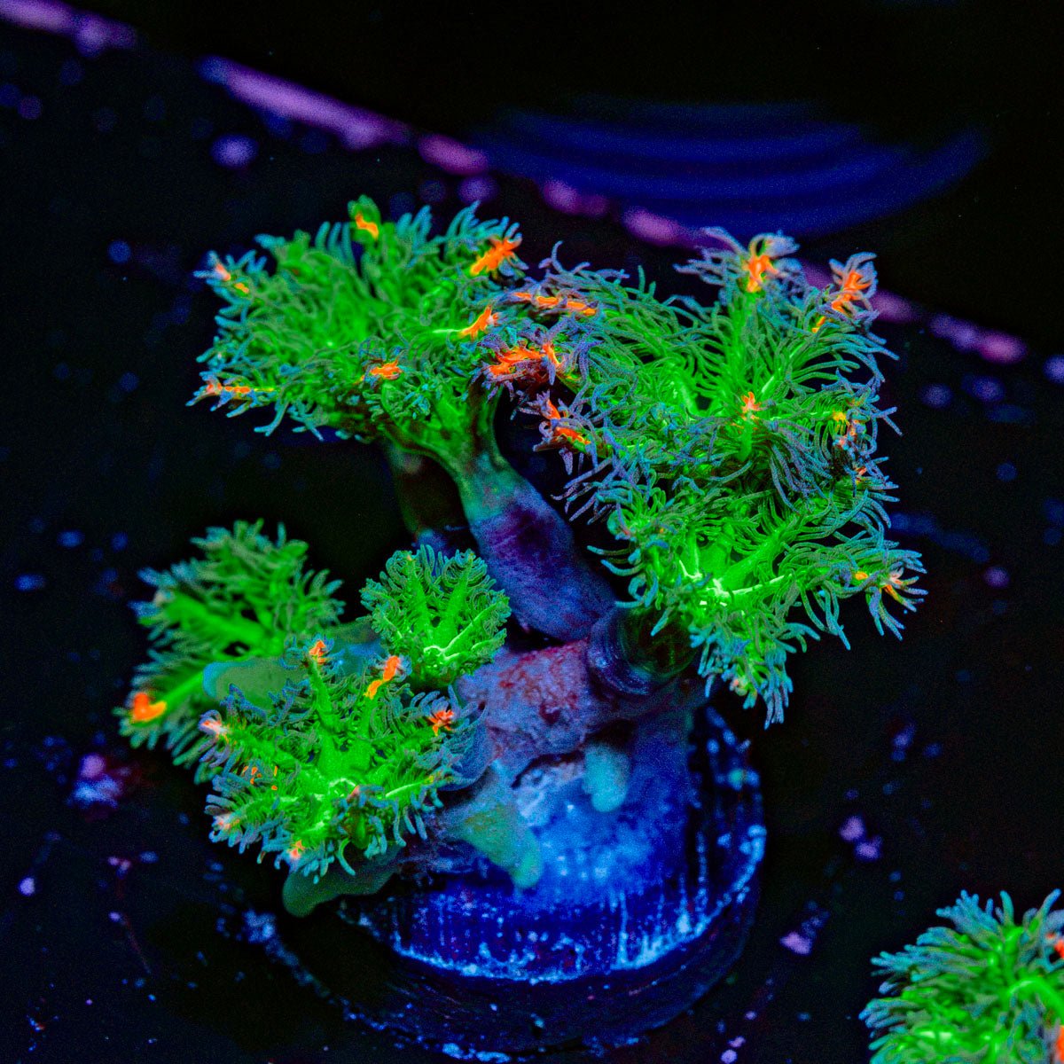 ARC Firework Clove Polyps with colony growth in reef aquarium