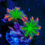 ARC Firework Clove Polyps with colony growth in reef aquarium