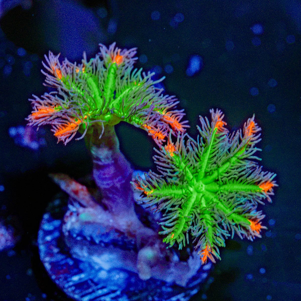ARC Firework Clove Polyps with colony growth in reef aquarium
