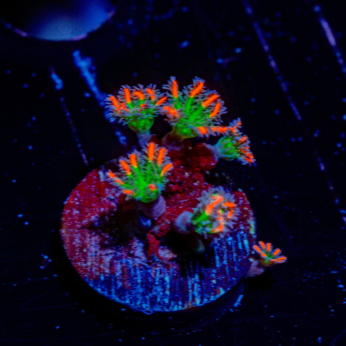 ARC Firework Clove Polyps with colony growth in reef aquarium