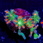 ARC Firework Clove Polyps with colony growth in reef aquarium