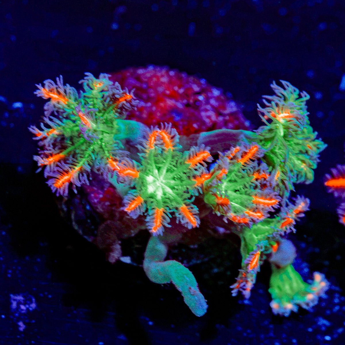 ARC Firework Clove Polyps with colony growth in reef aquarium