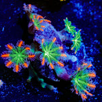 ARC Firework Clove Polyps with colony growth in reef aquarium