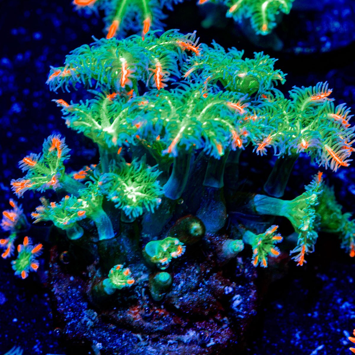ARC Firework Clove Polyps with colony growth in reef aquarium