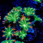 ARC Firework Clove Polyps with colony growth in reef aquarium