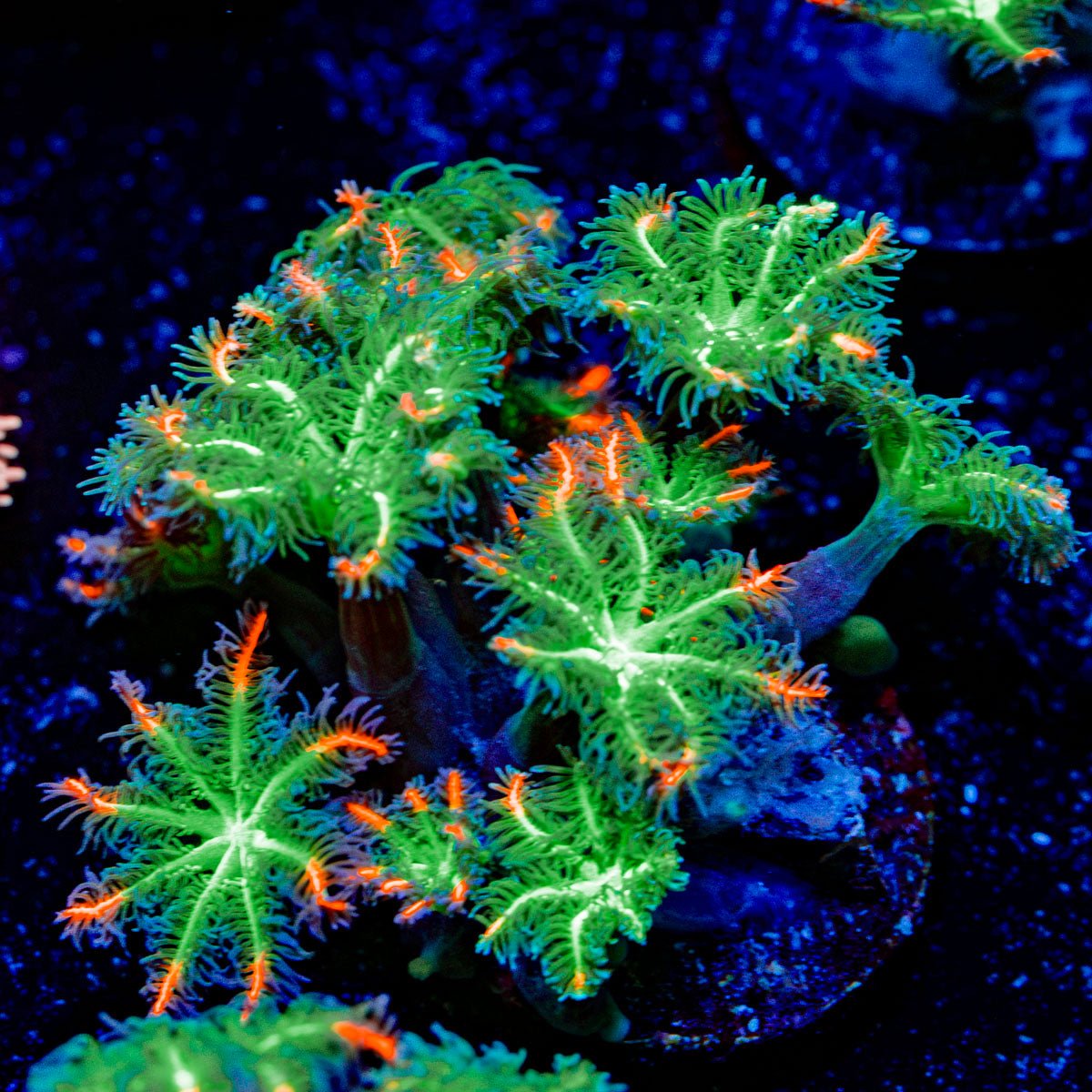 ARC Firework Clove Polyps with colony growth in reef aquarium
