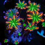 ARC FireWork Clove Polyps Zoanthid Coral colony growth in reef aquarium