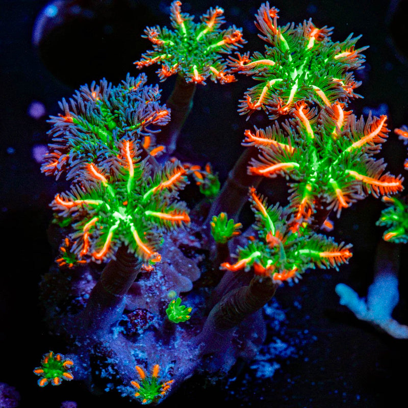 ARC FireWork Clove Polyps Zoanthid Coral colony growth in reef aquarium