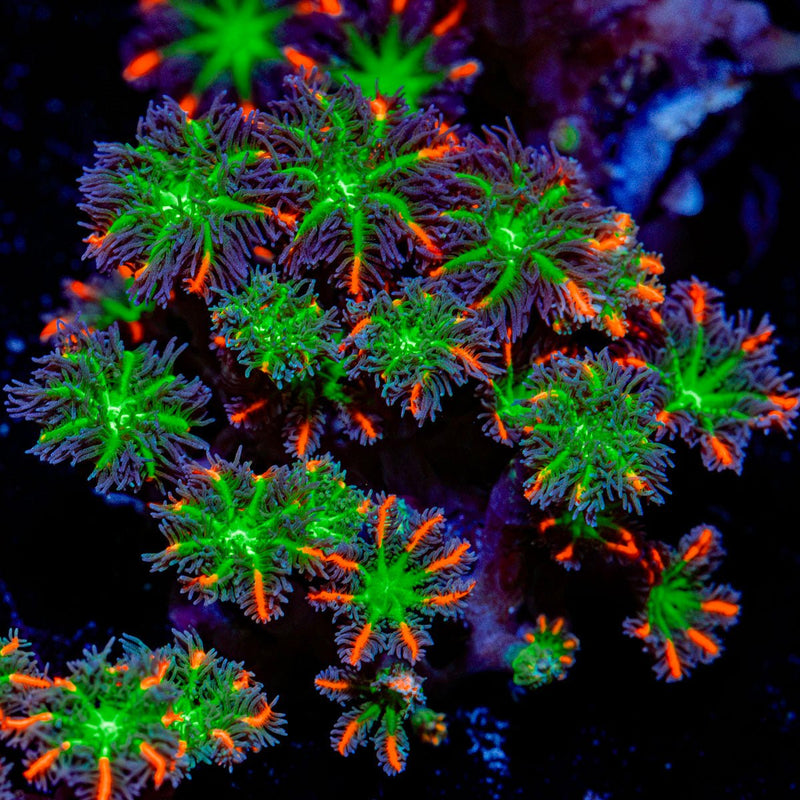 ARC Firework Clove Polyp Coral colony growth in reef aquarium