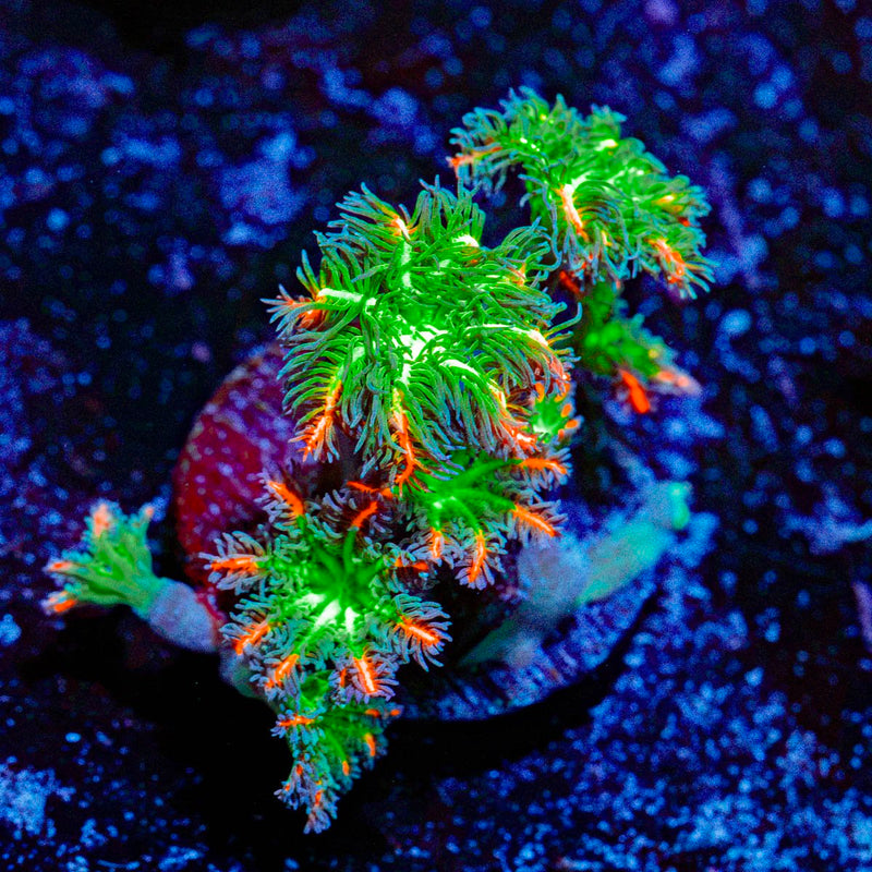 ARC FireWorks Clove Polyps Coral with colony growth in reef aquarium