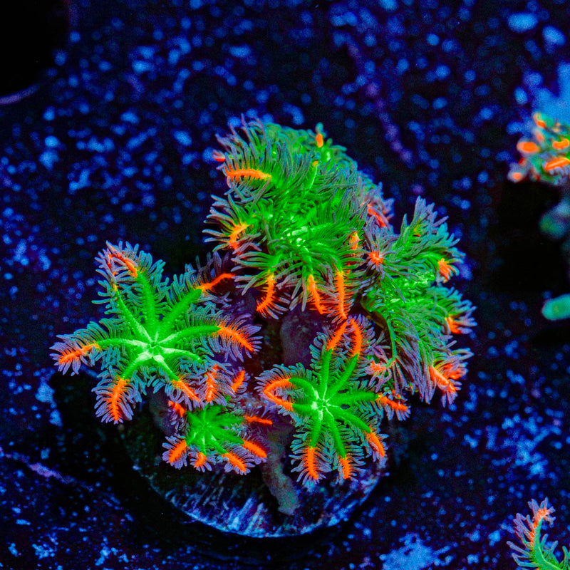 ARC FireWorks Clove Polyps Coral with colony growth in reef aquarium