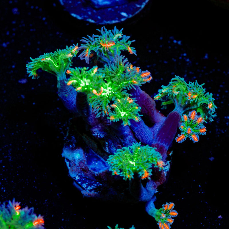 ARC Fireworks Clove Polyps with colony growth in reef aquarium
