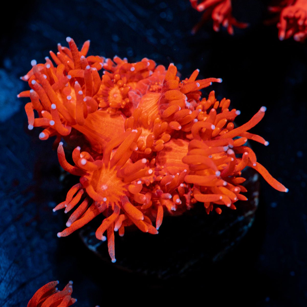 Arctic Blast Goniopora with flower-like polyps in reef aquarium