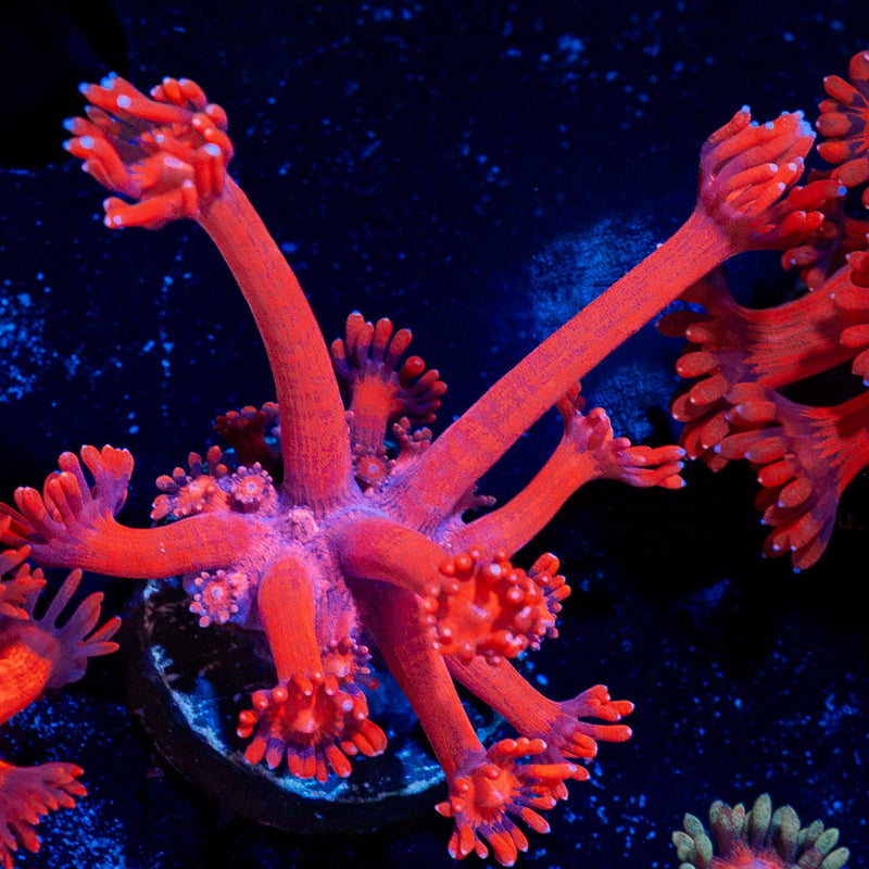 Arctic Blast Goniopora Coral with flower-like polyps in reef aquarium