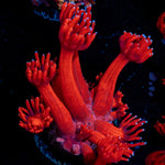 Arctic Blast Goniopora Coral with flower-like polyps in reef aquarium