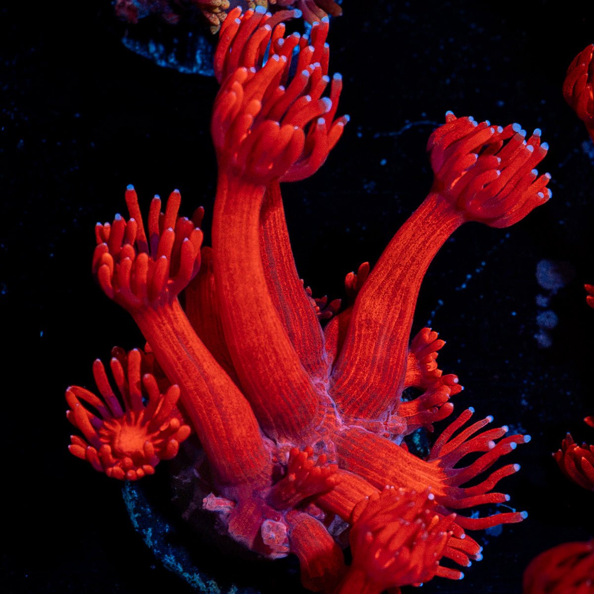 Arctic Blast Goniopora Coral with flower-like polyps in reef aquarium