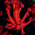 Arctic Blast Goniopora Coral with flower-like polyps in reef aquarium