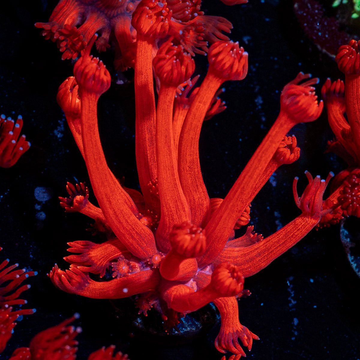Arctic Blast Goniopora Coral with flower-like polyps in reef aquarium