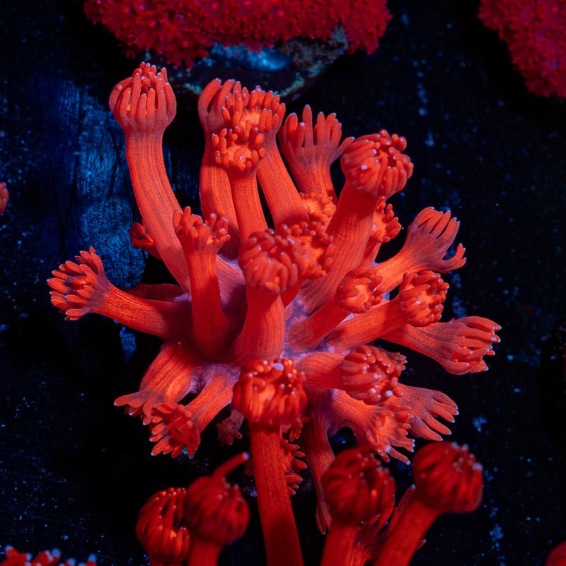 Arctic Blast Goniopora Coral with flower-like polyps in reef aquarium